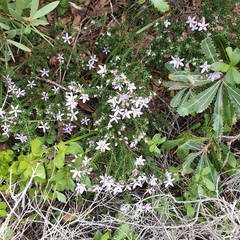 Philotheca salsolifolia
