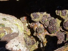 Pyura praeputialis