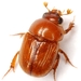 Parochodaeus biarmatus - Photo (c) Mike Quinn, Austin, TX, some rights reserved (CC BY-NC), uploaded by Mike Quinn, Austin, TX