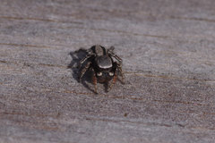 Habronattus altanus