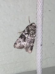 Lacinipolia strigicollis