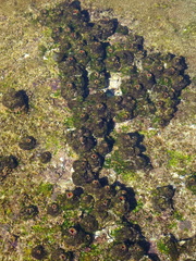 Pyura praeputialis