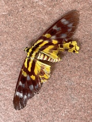 Dysphania subrepleta