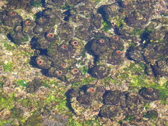 Pyura praeputialis