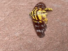 Dysphania subrepleta