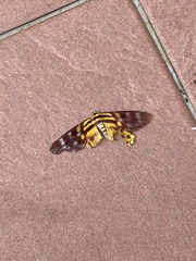 Dysphania subrepleta