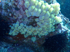 Botrylloides magnicoecus