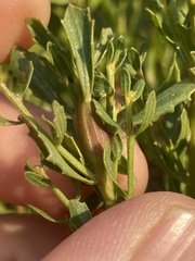 Gnorimoschema baccharisella