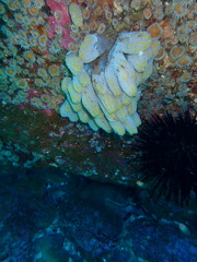 Botrylloides magnicoecus