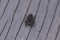 Pellenes peninsularis