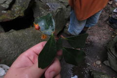 Pterocelastrus rostratus