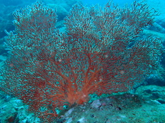 Melithaea zimmeri