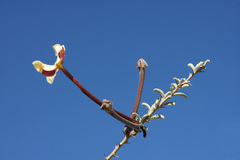 Sesamothamnus lugardii