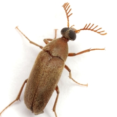 Trigonodera schaefferi
