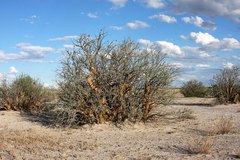 Sesamothamnus lugardii