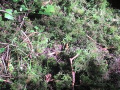 Echinodiopsis hispida