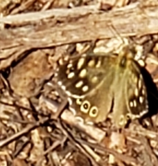 Pararge aegeria