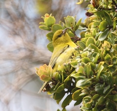 Chlorodrepanis flava