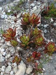 Adromischus caryophyllaceus