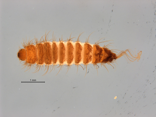 Undertaker Carpet Beetle photo 3