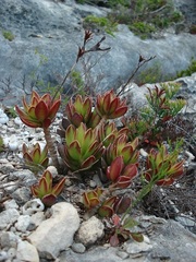 Adromischus caryophyllaceus