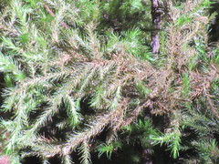 Echinodiopsis hispida