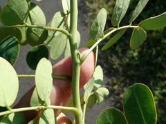 Senna pendula pendula