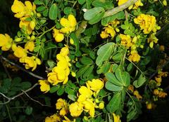 Senna pendula pendula