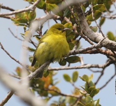 Chlorodrepanis flava