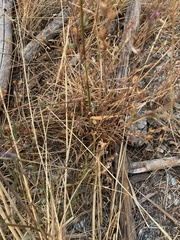 Lessingia leptoclada