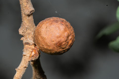 Disholcaspis simulata