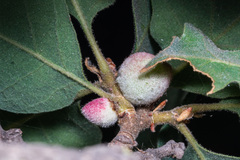 Disholcaspis simulata