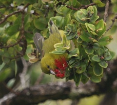 Chlorodrepanis flava