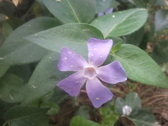 Vinca difformis