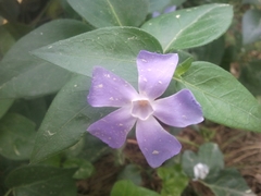 Vinca difformis