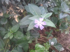 Vinca difformis