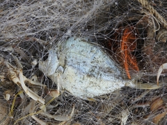 Leiognathidae