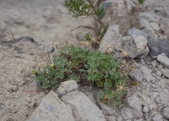 Chaenactis nevadensis