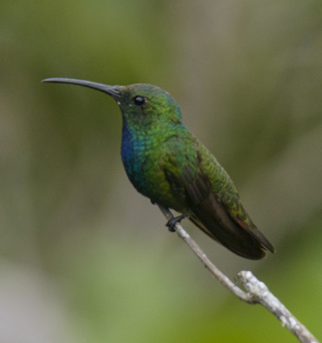 Anthracothorax veraguensis Reichenbach, 1855