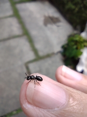 Ceratina