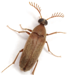 Trigonodera schaefferi