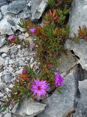Lampranthus ceriseus