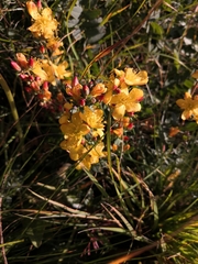 Hypericum linarioides