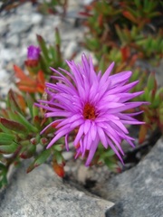 Lampranthus ceriseus