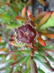 Lampranthus ceriseus