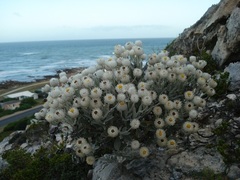 Syncarpha argyropsis