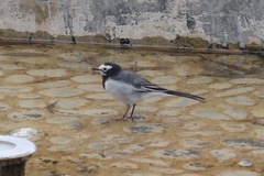Motacilla alba