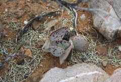 Adromischus triflorus