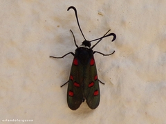 Zygaena lavandulae