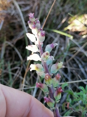 Lachenalia judithiae